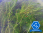 Preview: Myriophyllum spicatum - Ähriges Tausendblatt